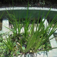 <i>Acorus calamus</i>  L.